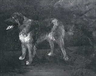 estudos cães